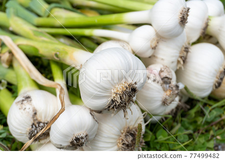 Garlic harvest in the vegetable garden 77499482