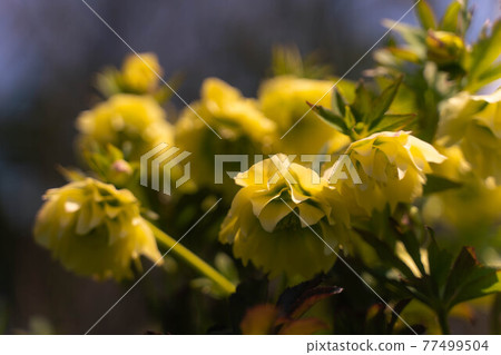 Flowers blooming in spring 77499504
