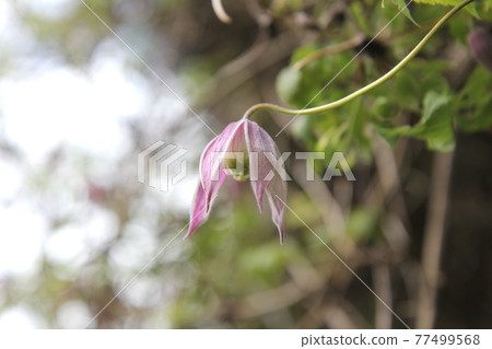 Clematis alpine wheelie pink flowers that have begun to bloom 77499568