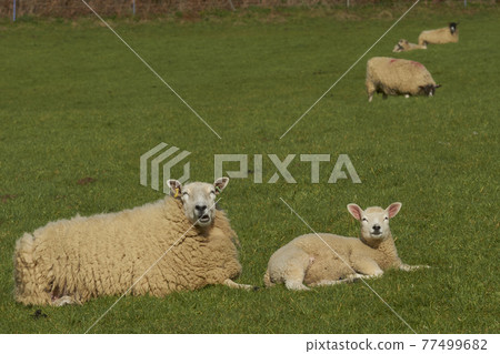 Sheep in the Cotswolds Sheep in the Cotswolds 77499682