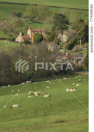 Sheep in the Cotswolds 77499686