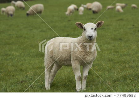 Sheep in the Cotswolds Sheep in the Cotswolds 77499688