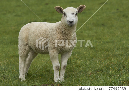 Sheep in the Cotswolds 77499689