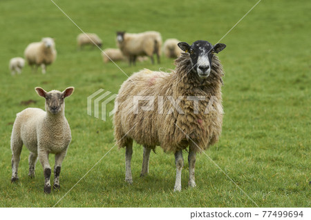 Sheep in the Cotswolds Sheep in the Cotswolds 77499694