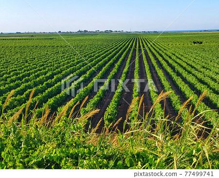 Vineyard in South Italy, Puglia Vineyard in South Italy, Puglia 77499741