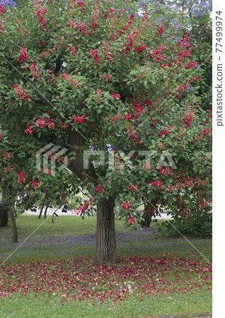 美國 deigo 樹盛開著紅色的花朵。學名是 Erythrina crista-galli 77499974