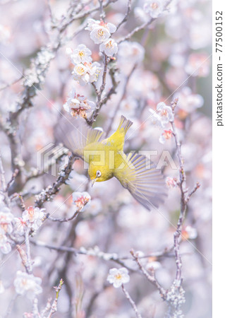 White-eye flying from a plum tree 77500152
