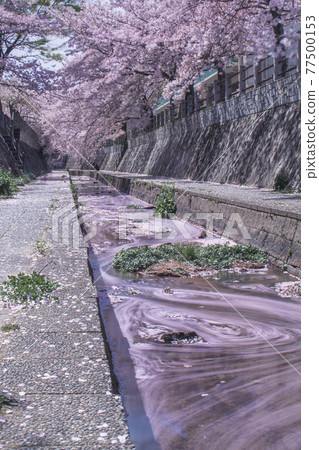 Cherry blossom petals flowing through the river 77500153