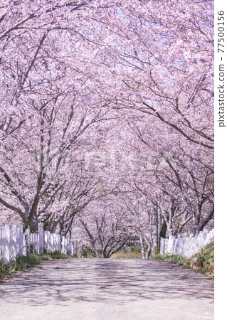 A row of cherry blossom trees on a straight road A row of cherry blossom trees on a straight road 77500156
