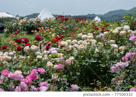 English Rose in Sera Plateau Flower Forest English Rose in Sera Plateau Flower Forest 77500332