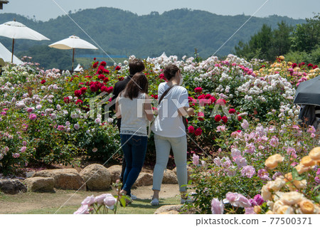 English Rose in Sera Plateau Flower Forest 77500371