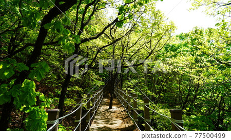 Scenery of Mt. Hakuun, Suwon, South Korea Scenery of Mt. Hakuun, Suwon, South Korea 77500499