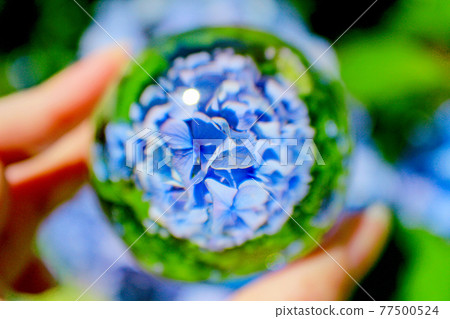 [Kanagawa] Meigetsuin blue up reflected in the lens ball in Kita-Kamakura 77500524