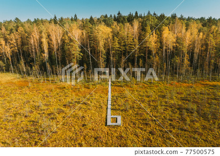 Belarus, Berezinsky Biosphere Reserve. Bird's-eye View Of Wooden path way pathway from marsh swamp to forest In Autumn Sunny Day. Panorama 77500575