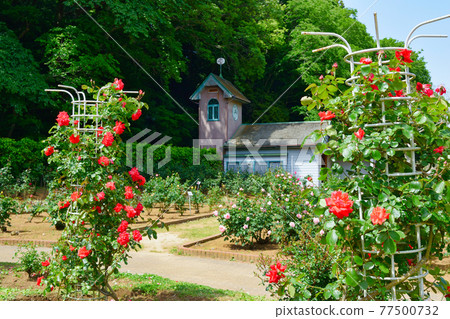 Rose garden at Omachi Park (Omachi Nature Observation Park, Ichikawa City, Chiba Prefecture) 77500732