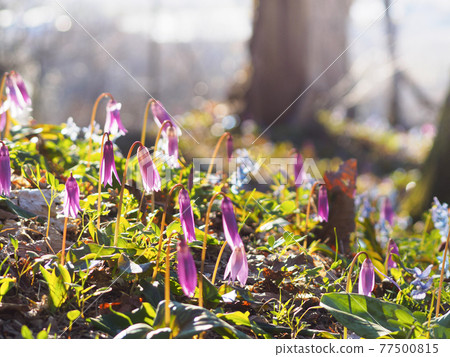 Blooming erythronium flowers Blooming erythronium flowers 77500815