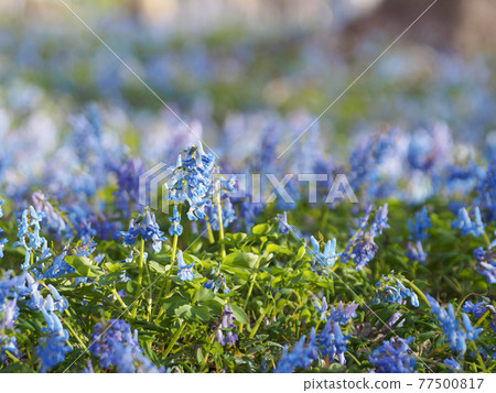 Corydalis fumari flowers in the light Corydalis fumari flowers in the light 77500817