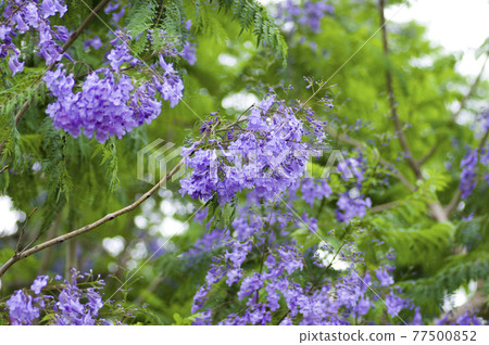 藍花楹樹開著藍紫色的花朵。學名是藍花楹。 77500852
