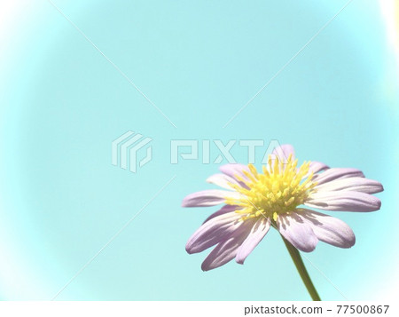 可愛的花花和天空單花消息背景 77500867