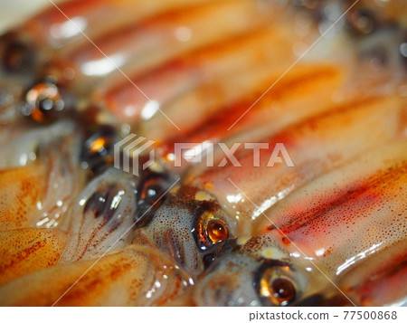 螢火蟲魷魚魷魚日本築地 77500868