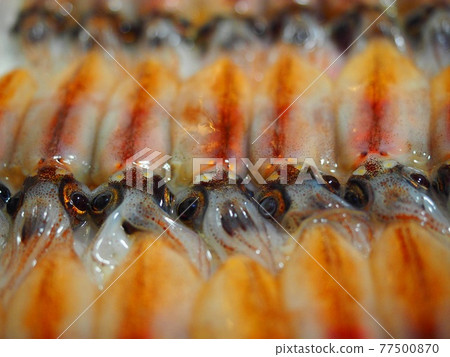 魷魚刺身魷魚築地 77500870
