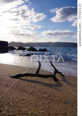 Driftwood Amami Oshima Resort Beach that has arrived at the beach Driftwood Amami Oshima Resort Beach that has arrived at the beach 77501114