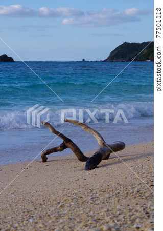 到達海灘的漂流木奄美大島度假村海灘 到達海灘的漂流木奄美大島度假村海灘 77501118