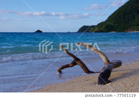 Driftwood Amami Oshima Resort Beach that has arrived at the beach Driftwood Amami Oshima Resort Beach that has arrived at the beach 77501119