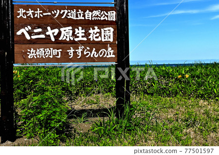 晴天時的紅谷天然花卉保護區，鄂霍次克花卉名勝。 77501597