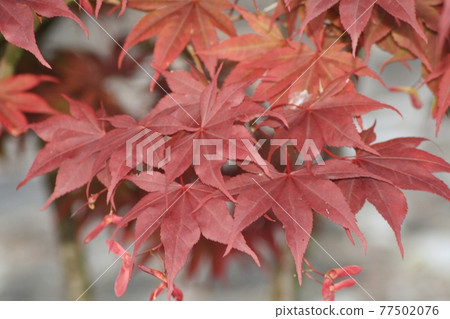 A close up of a leaves A close up of a leaves 77502076