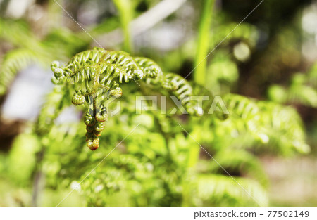 leaf of common bracken fern 77502149
