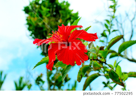 【沖繩】座間味島,林道上盛開的鮮紅芙蓉 【沖繩】座間味島,林道上盛開的鮮紅芙蓉 77502295