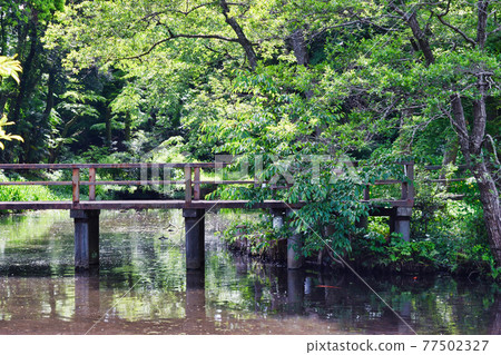 Omachi Park (Omachi Nature Observation Park, Ichikawa City, Chiba Prefecture) 77502327