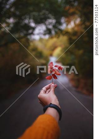Female Hand holding a red leaf in the middle of a road Female Hand holding a red leaf in the middle of a road 77503114