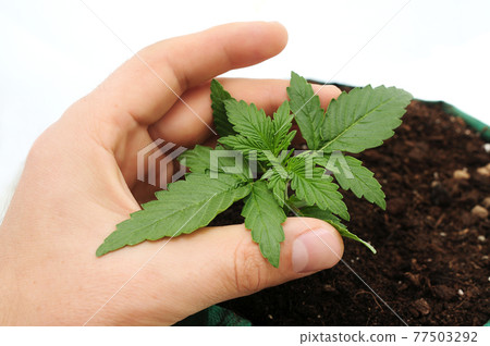 Fresh young marijuana seedling grows in soil, flat lay. Growing concept. 77503292
