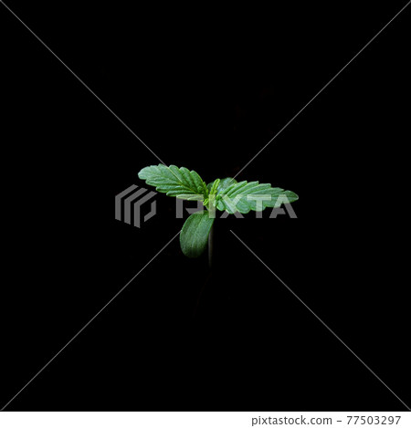 Cannabis sprout close-up isolated on black background. 77503297