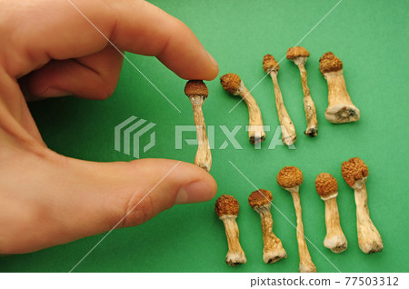 Psilocybe Cubensis mushrooms in man's hand on green background. Psilocybe Cubensis mushrooms in man's hand on green background. 77503312