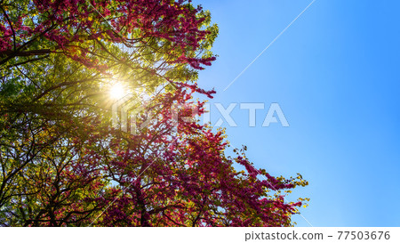 Bright spring sun shines through eastern redbud tree pink flowering branches against blue sky.  77503676