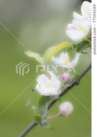 Apple flower flower flowering apple bud 77504289