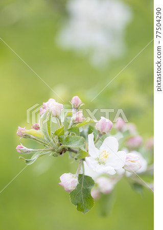 Apple flower flower flowering apple bud Apple flower flower flowering apple bud 77504290