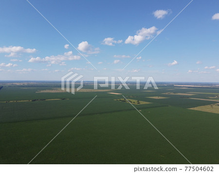 Huge cornfield on a sunny summer day, aerial view. Blue sky over green farm field, landscape. 77504602