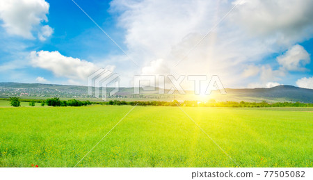 Rapeseed Flowers Field In The Spring Seaon. Wide photo. 77505082