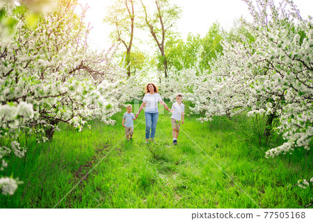 mother with sons walks in flowering garden. mother with sons walks in flowering garden. 77505168