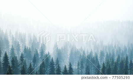 aerial view of green spruce forest aerial view of green spruce forest 77505293