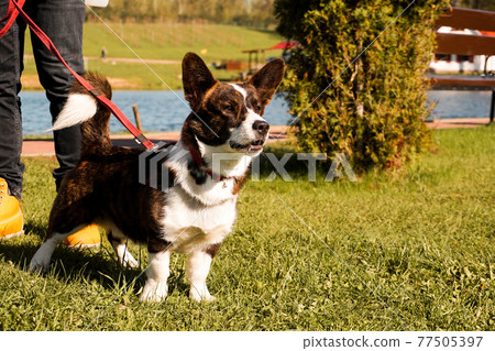 Brown corgi on a leash on green grass. Walk on a sunny day. Happy pet Brown corgi on a leash on green grass. Walk on a sunny day. Happy pet 77505397