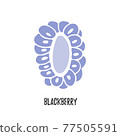 Vector. Cut blackberry fruit. Isolated modern sweet berry 77505591