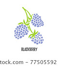 Vector. Branch blackberry fruit. Isolated modern sweet berry. 77505592