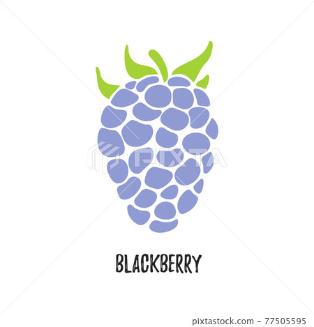 Vector. Blackberry fruit. Isolated modern sweet berry. Vector. Blackberry fruit. Isolated modern sweet berry. 77505595