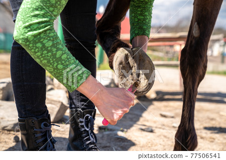 cleaning the hooves of the horse with a brush and a hook 77506541