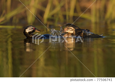 Grebe and chick 77506741